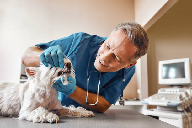 Best Dentist for Dental Trauma  in North Brooksville, FL